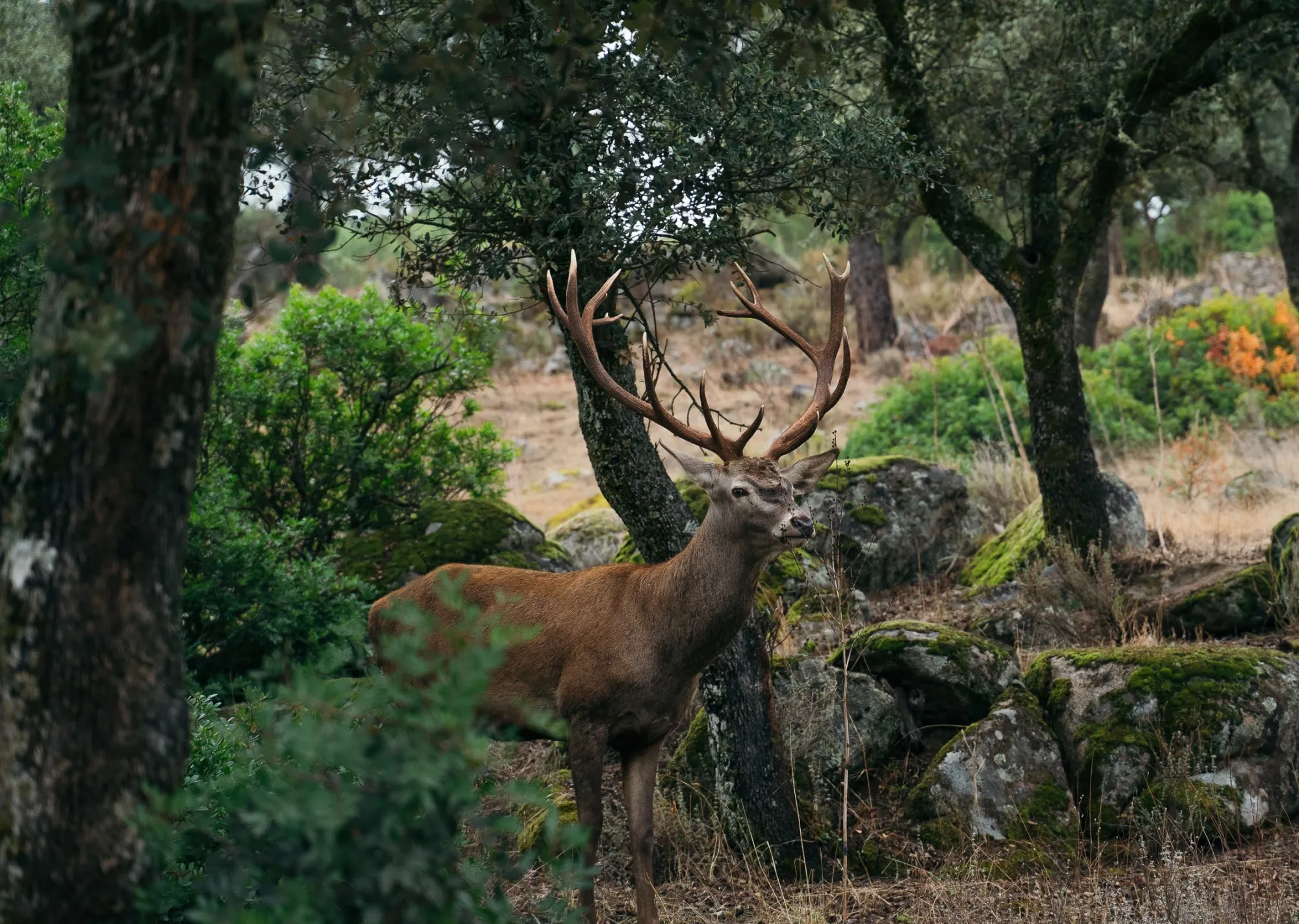 A red stag among the oaks and mossy granite of the finca