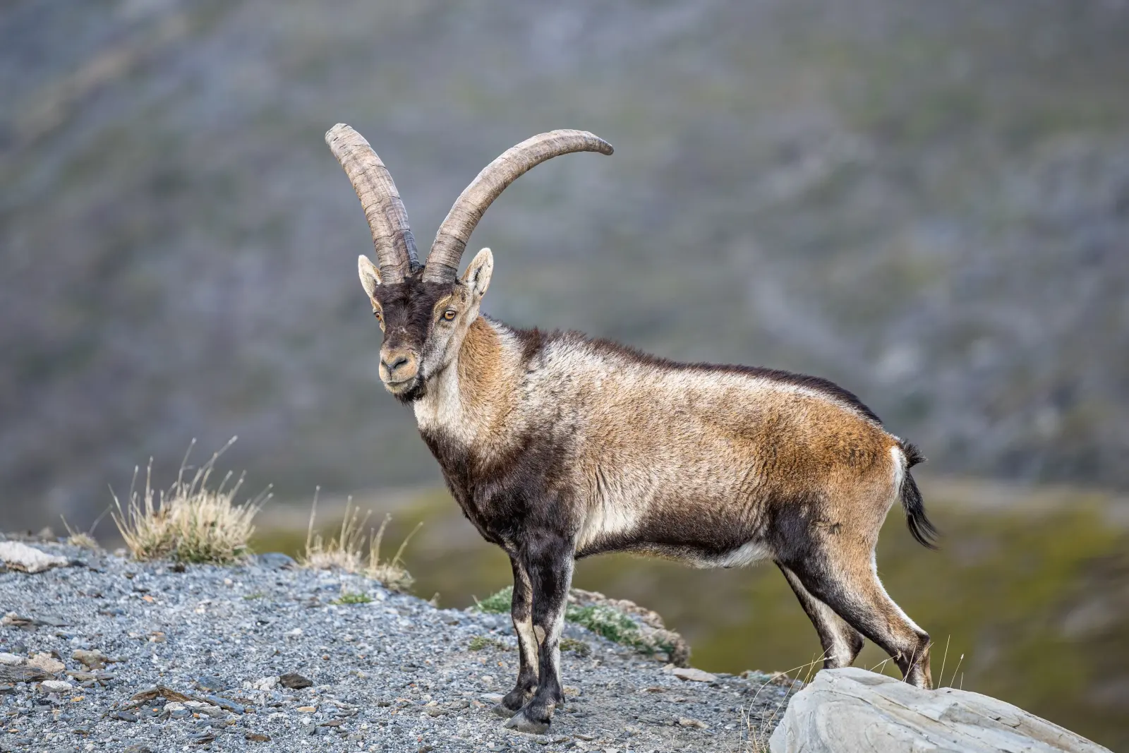 A Spanish ibex with sweeping horns on a granite ridge in the Spanish sierra