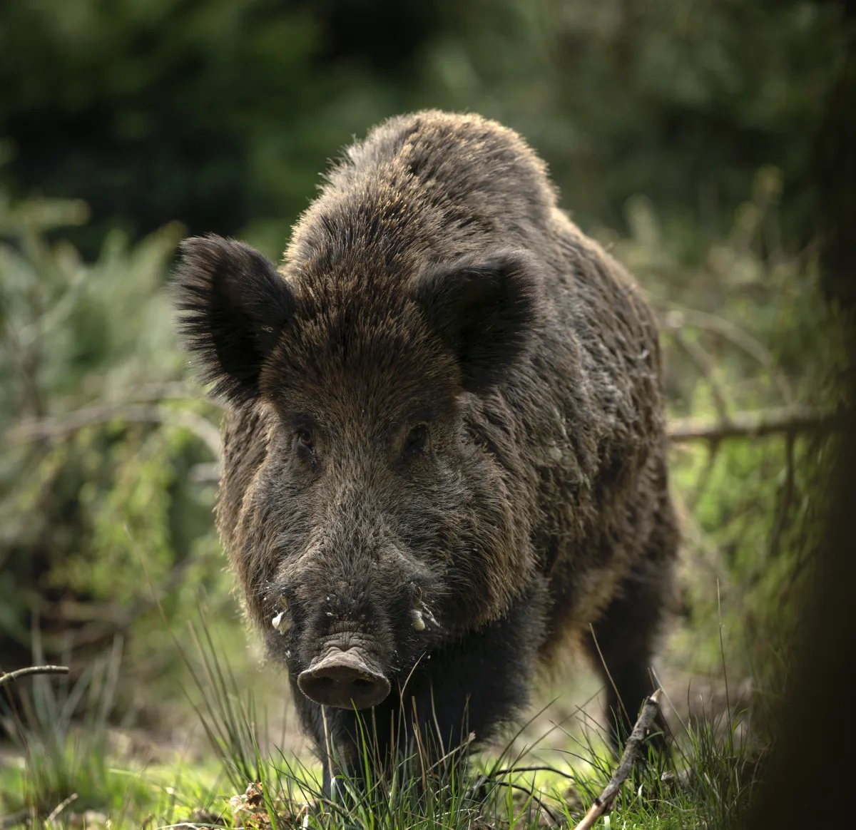 A wild boar in the forest