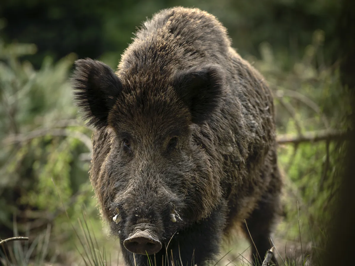 A wild boar on the finca