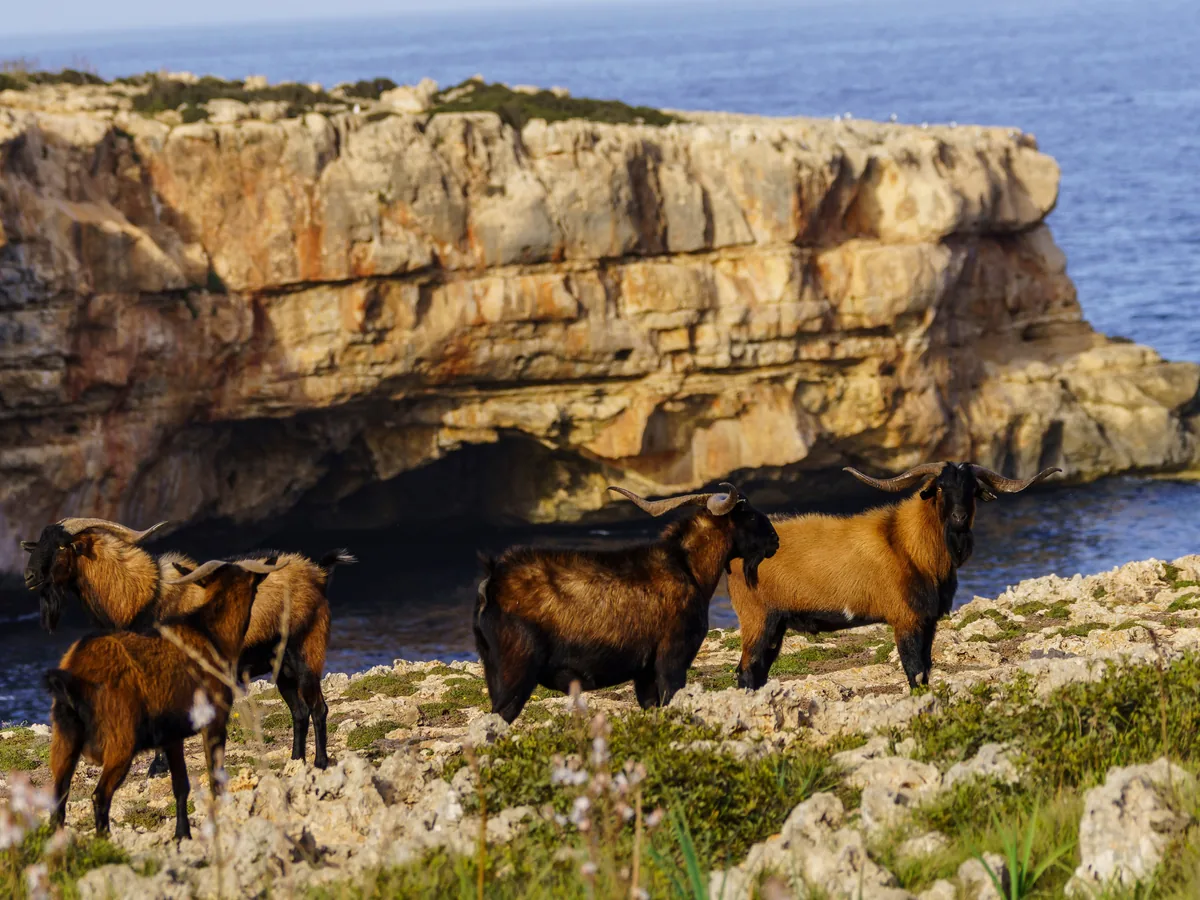A Balearean boc on the cliffs