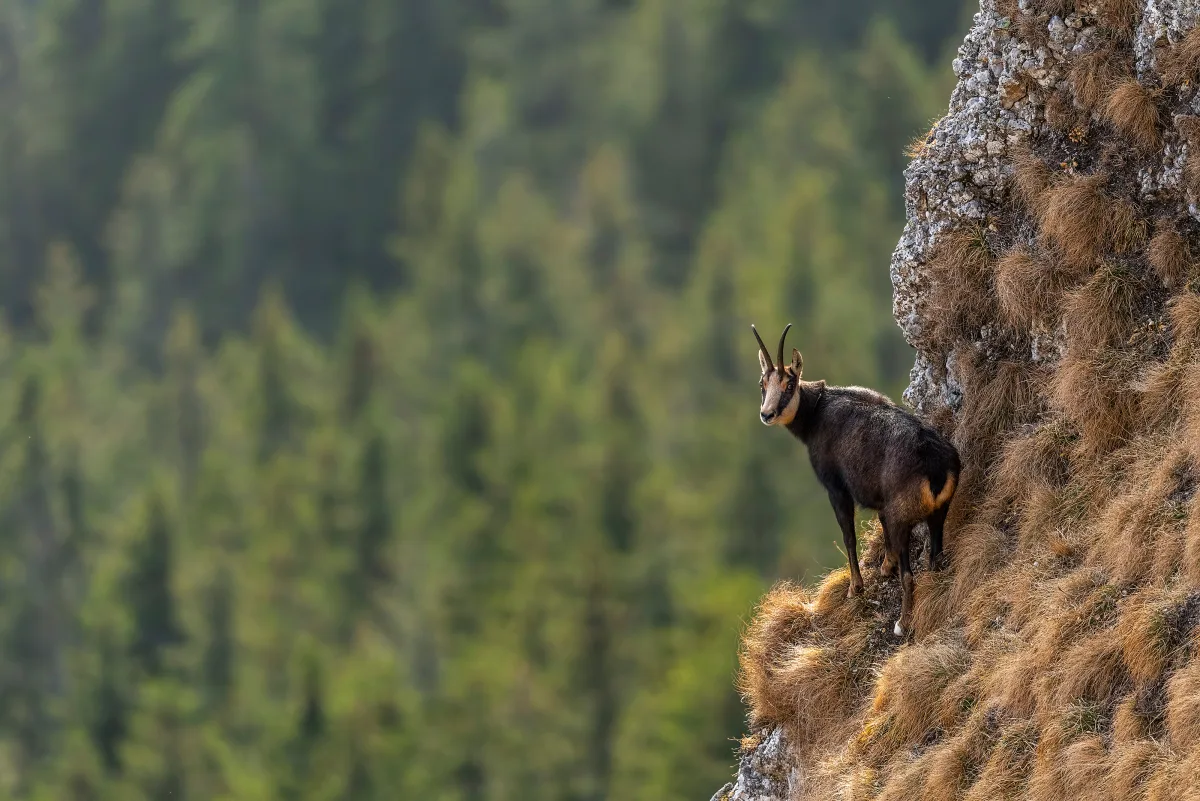 A chamois on a high mountain cliff