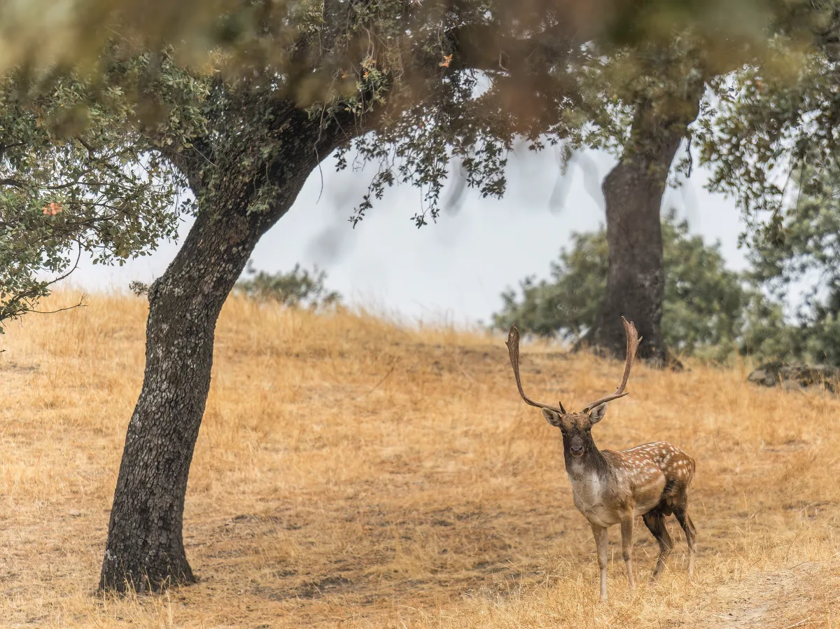 A fallow buck in the dehesa