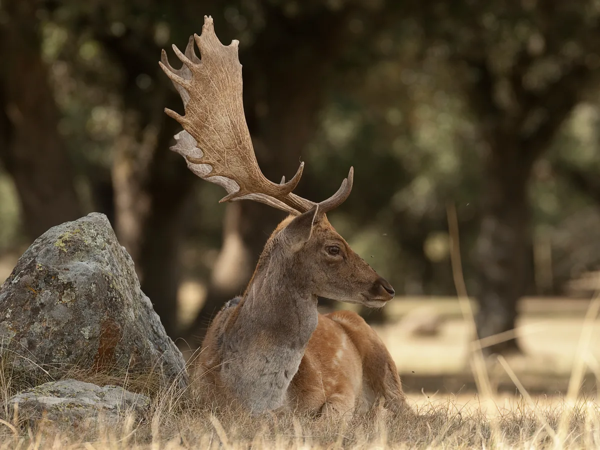 A fallow buck under the oaks