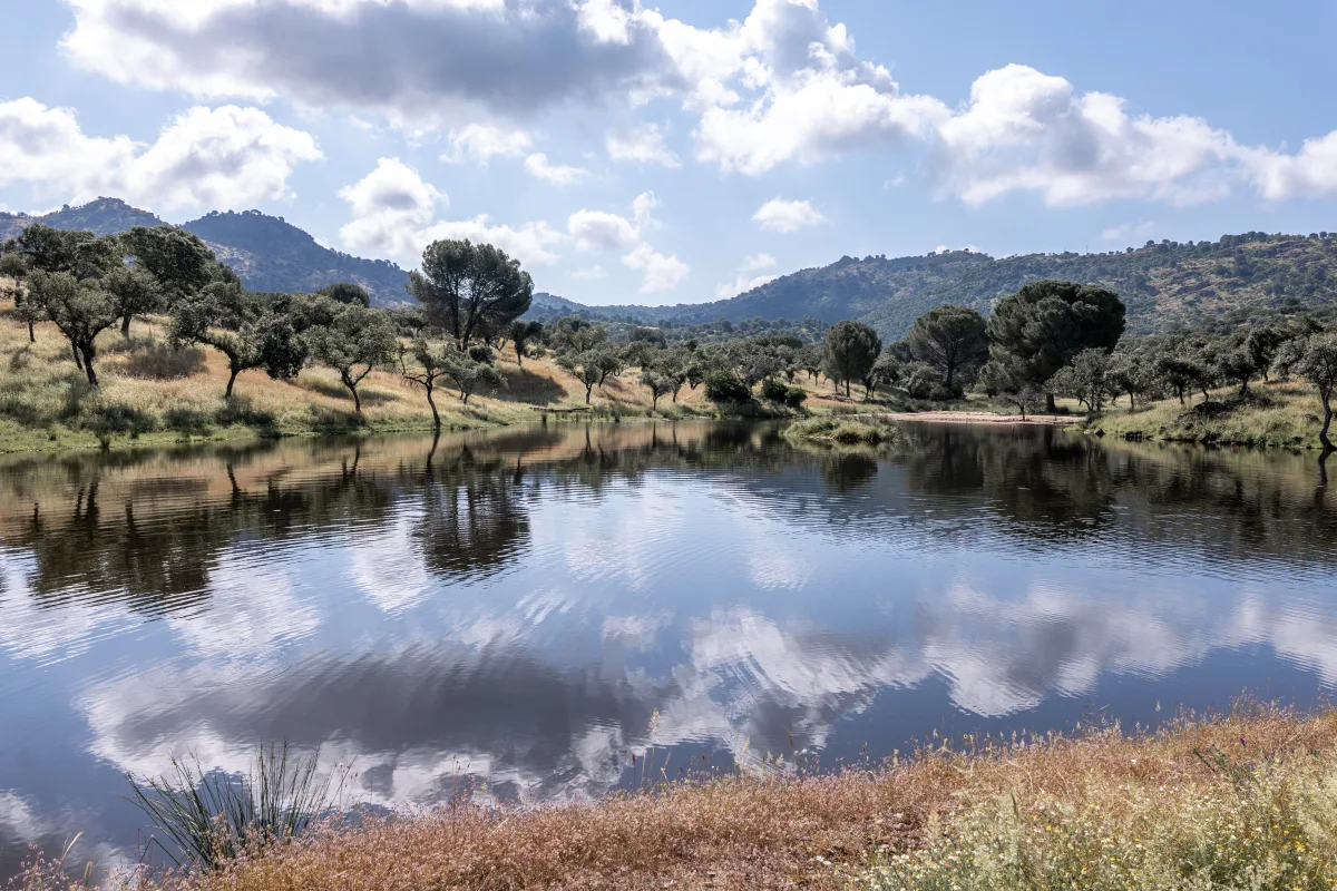 A reservoir reflecting the dehesa on the finca