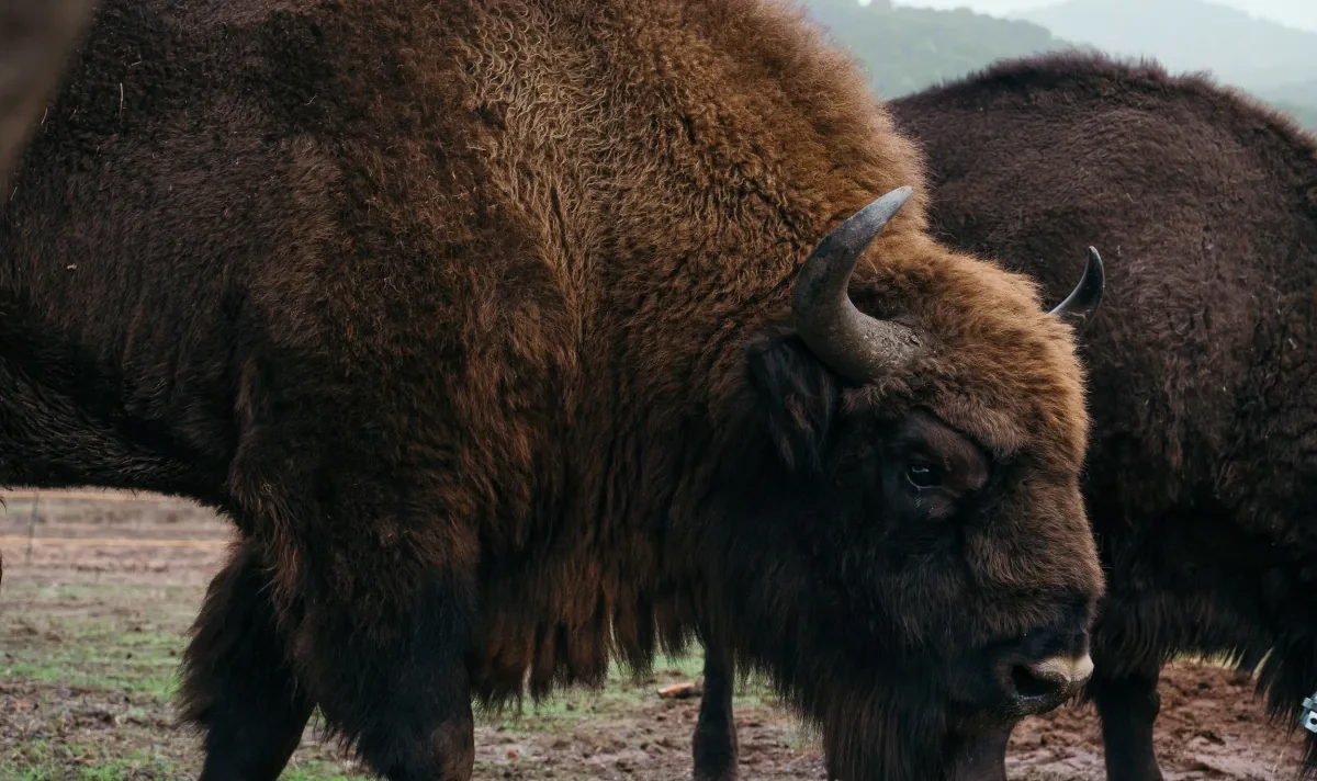 European bison on the finca