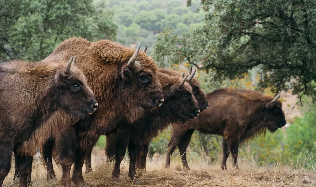 A herd of European bison in the dehesa