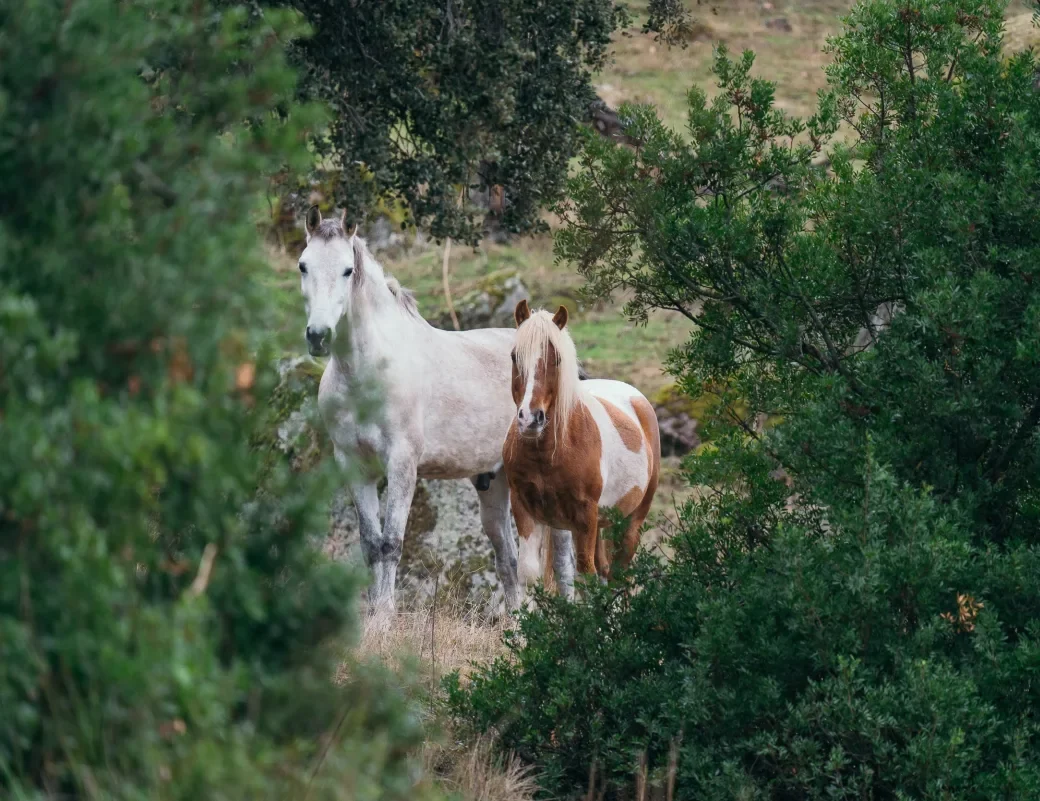 Wild horses in the oak woodland