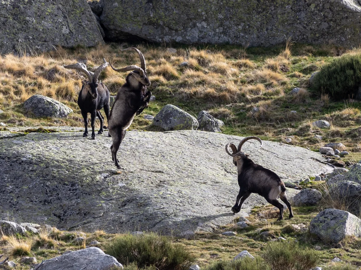 Gredos ibex sparring on the ridge