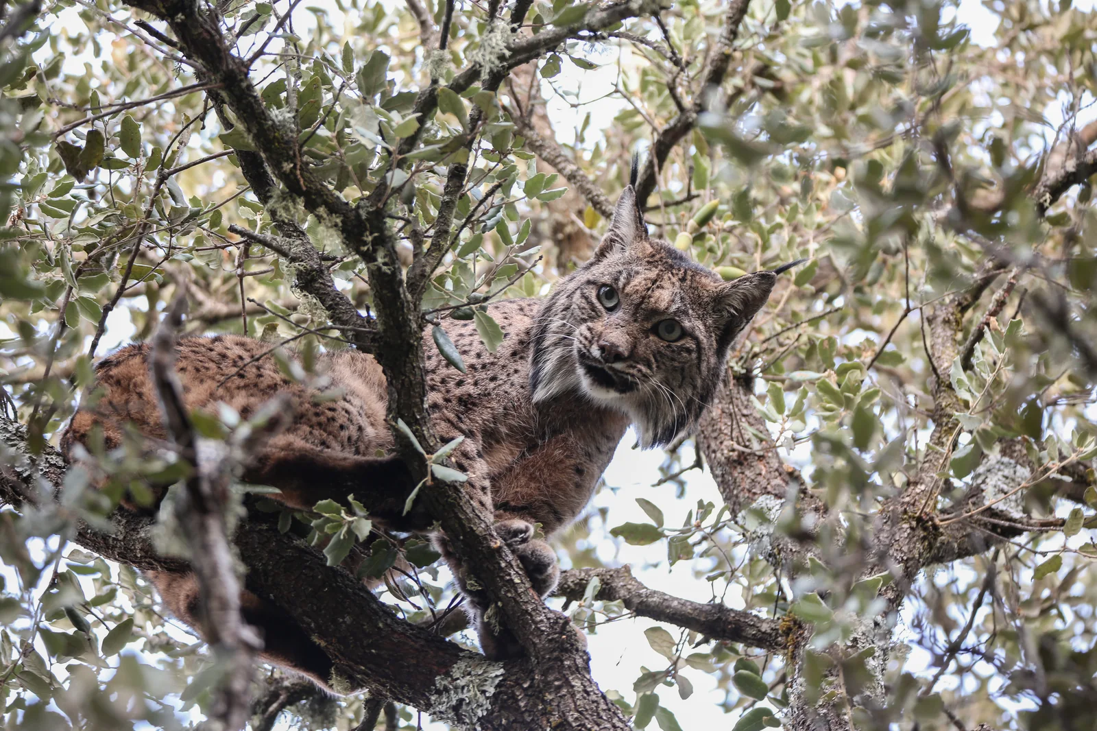 Iberian lynx cubs in an oak tree