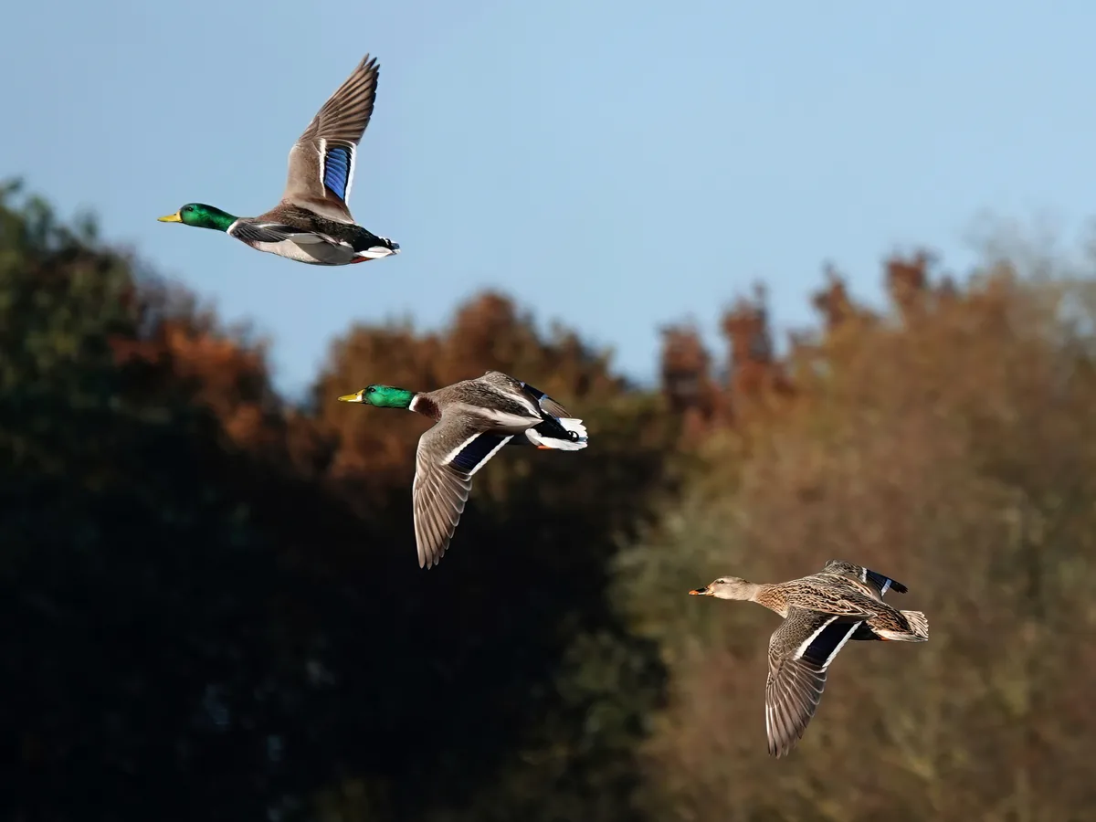 Mallard over the water