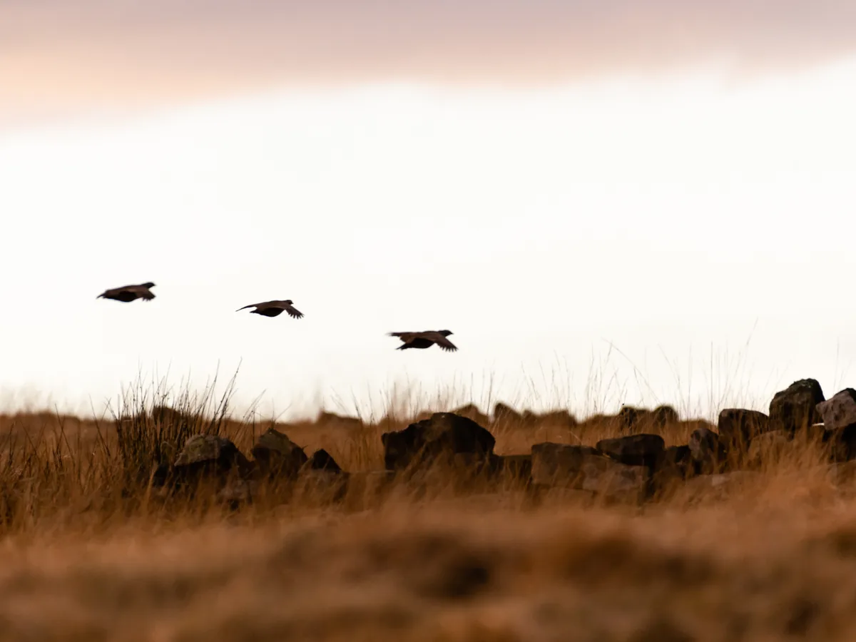 Driven partridge over the field