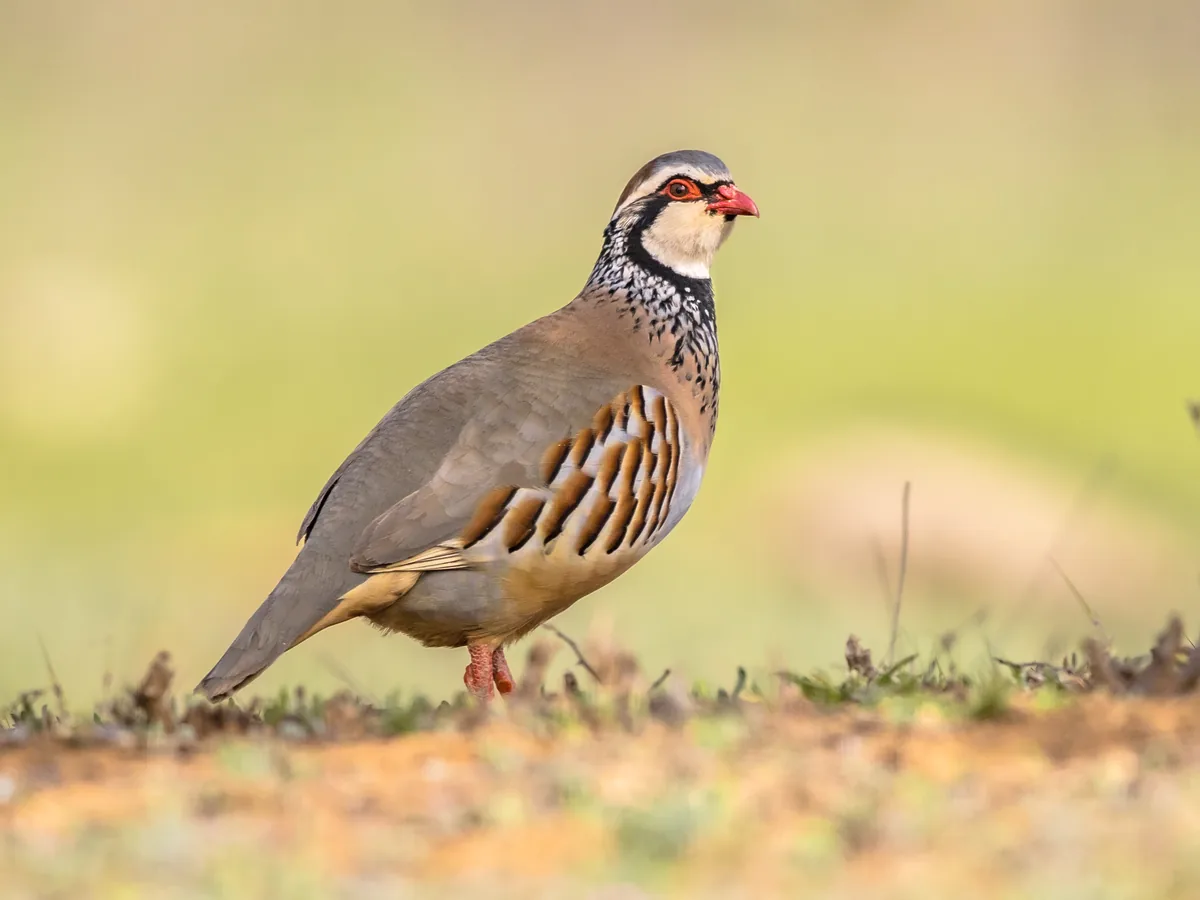 A red-legged partridge