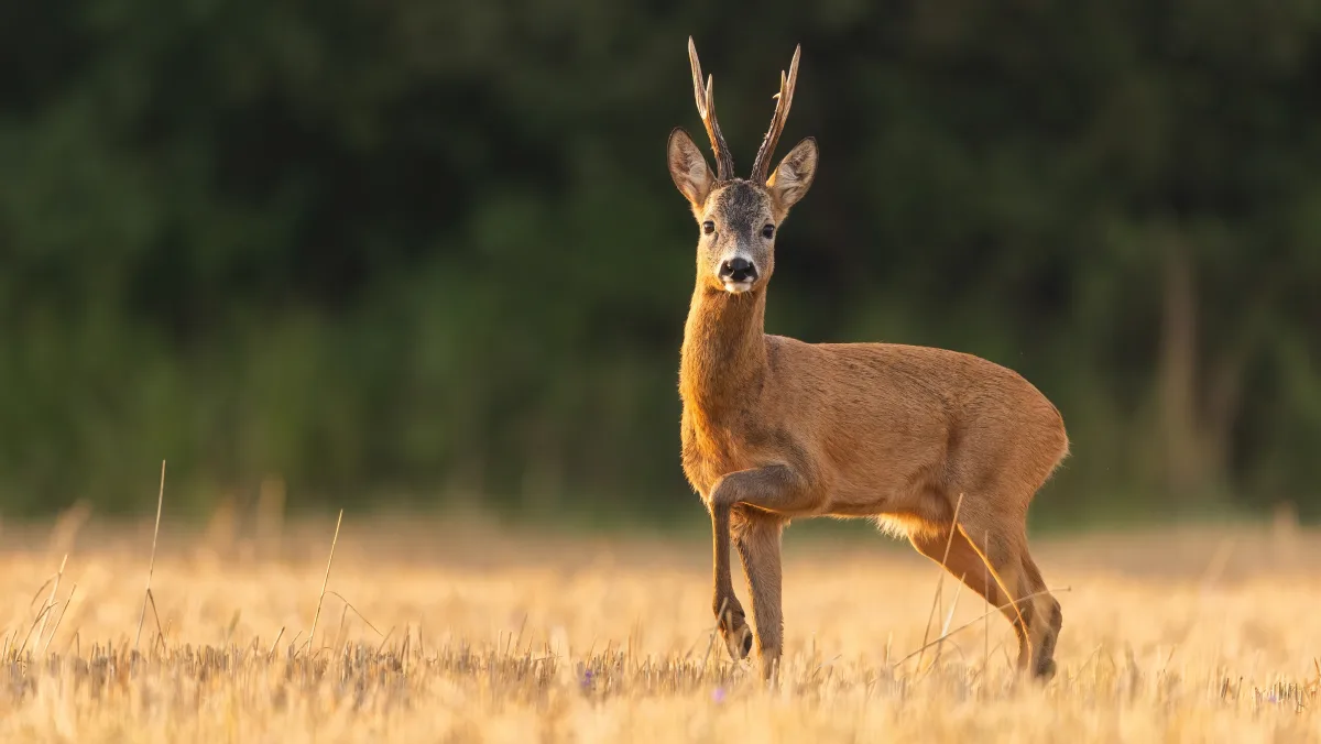 A roe buck in the morning light