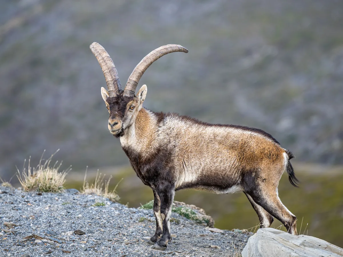 A south-eastern Spanish ibex on the rock