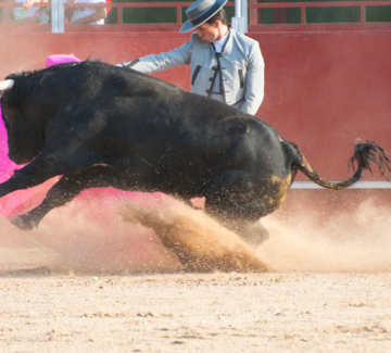 fighting-bull-picture-from-spain-black-bull